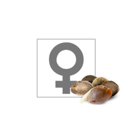 Samice (Feminised)