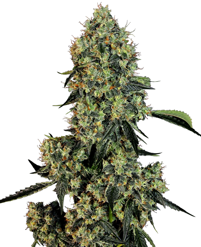 OG Kush Fem. Sensi Seeds