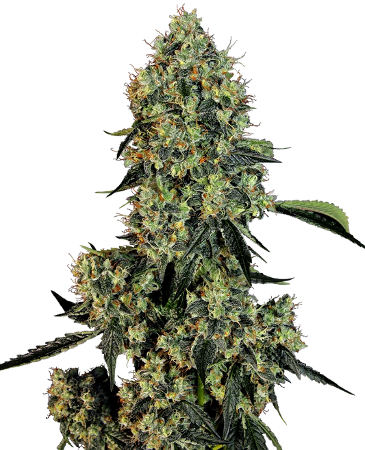 OG Kush Fem. Sensi Seeds
