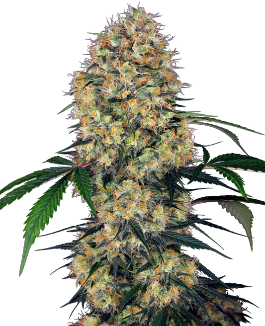 Sensi Amnesia XXL Auto. Sensi Seeds