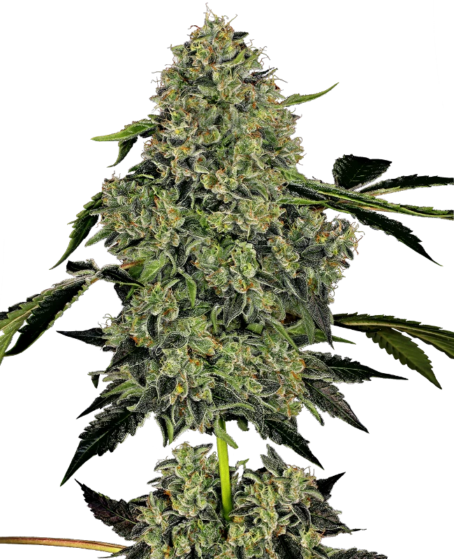 OG Kush Auto. Sensi Seeds