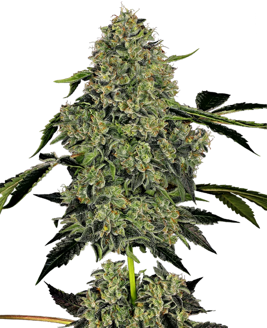 OG Kush Auto. Sensi Seeds