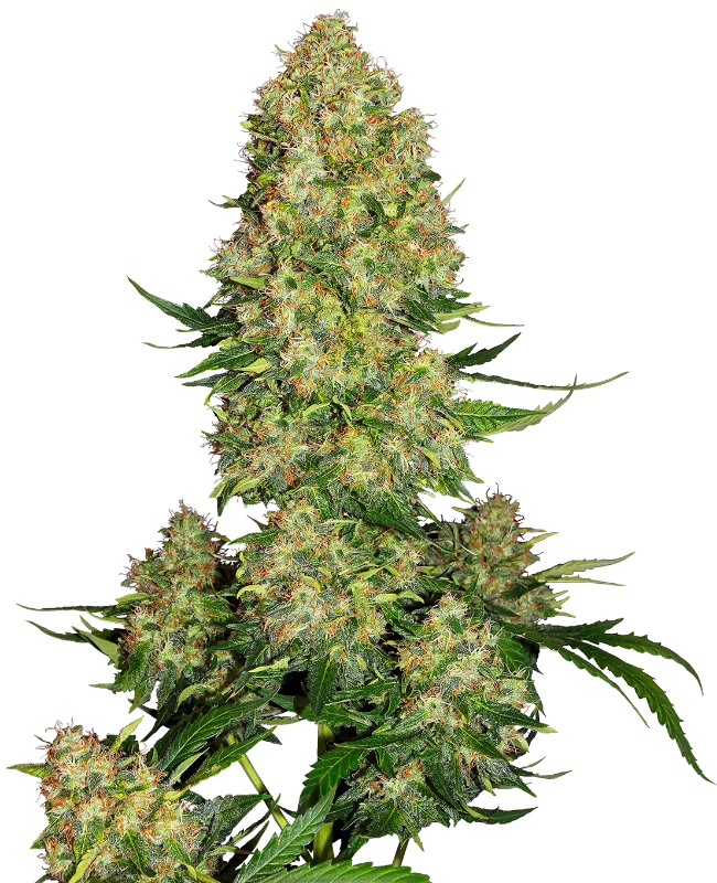 Skunk 1# Auto. Sensi Seeds