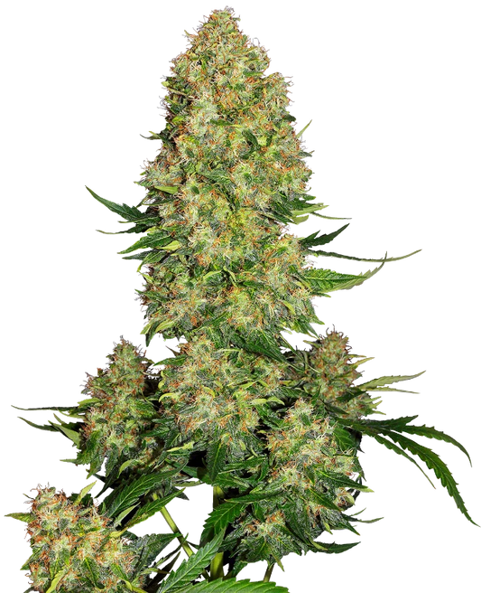 Skunk 1# Auto. Sensi Seeds