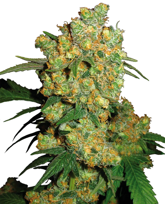 Big Bud .Fem Sensi Seeds