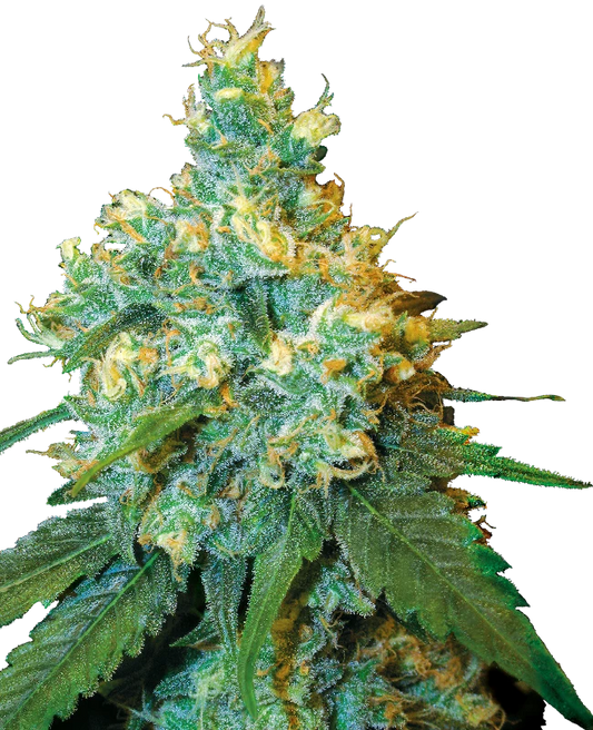 Jack Herer Fem. Sensi Seeds