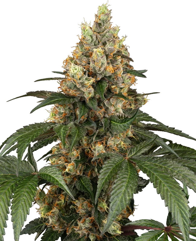 Chocolate Rainbow XXL Fem.Sensi Seeds