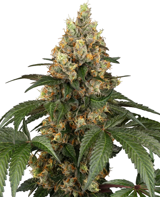 Chocolate Rainbow XXL Fem.Sensi Seeds