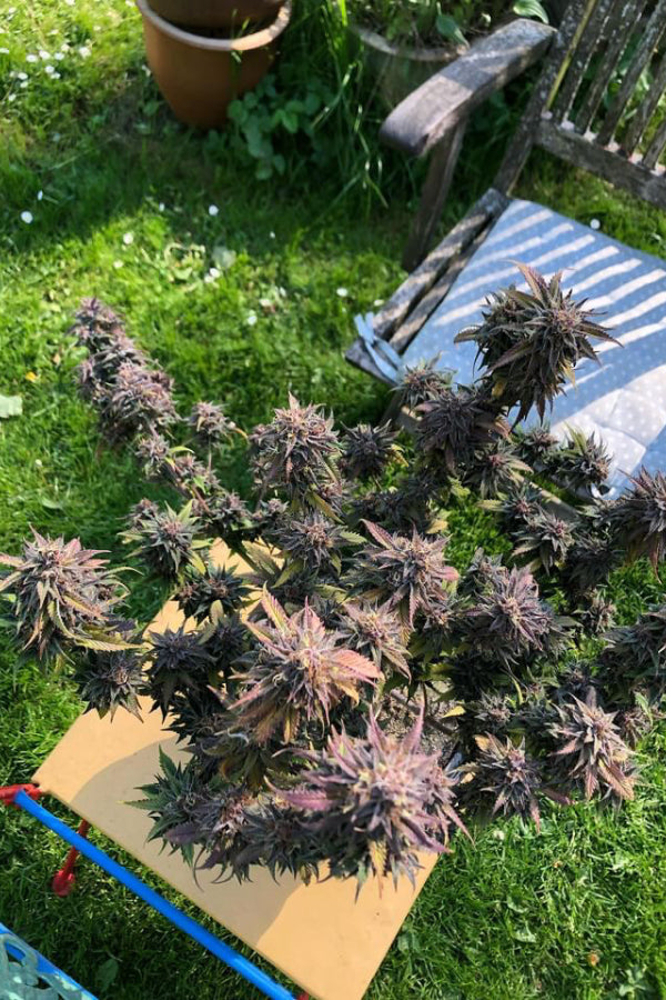 Tropicana Cookies .Fast&Fem Fast Buds Genetics