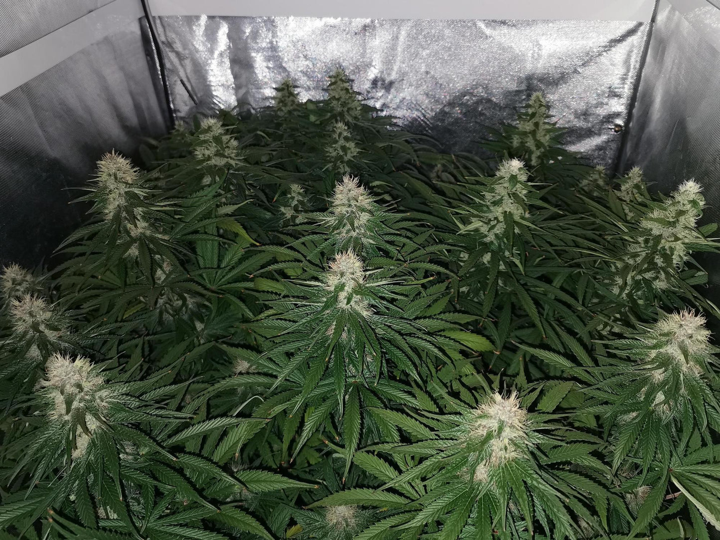 Jack Herer Fem. Sensi Seeds