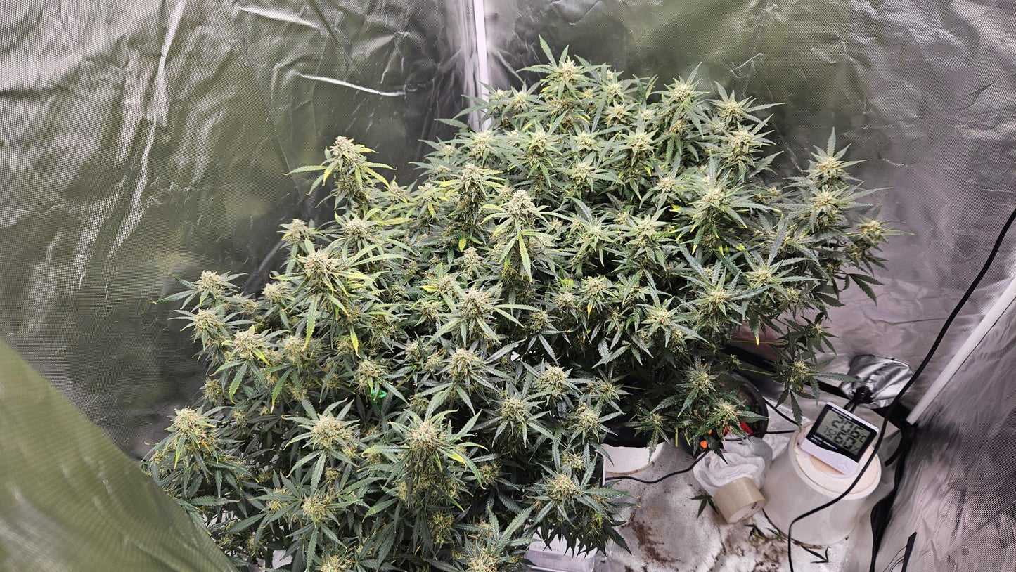 Northen Lights Auto. Royal Queen Seeds