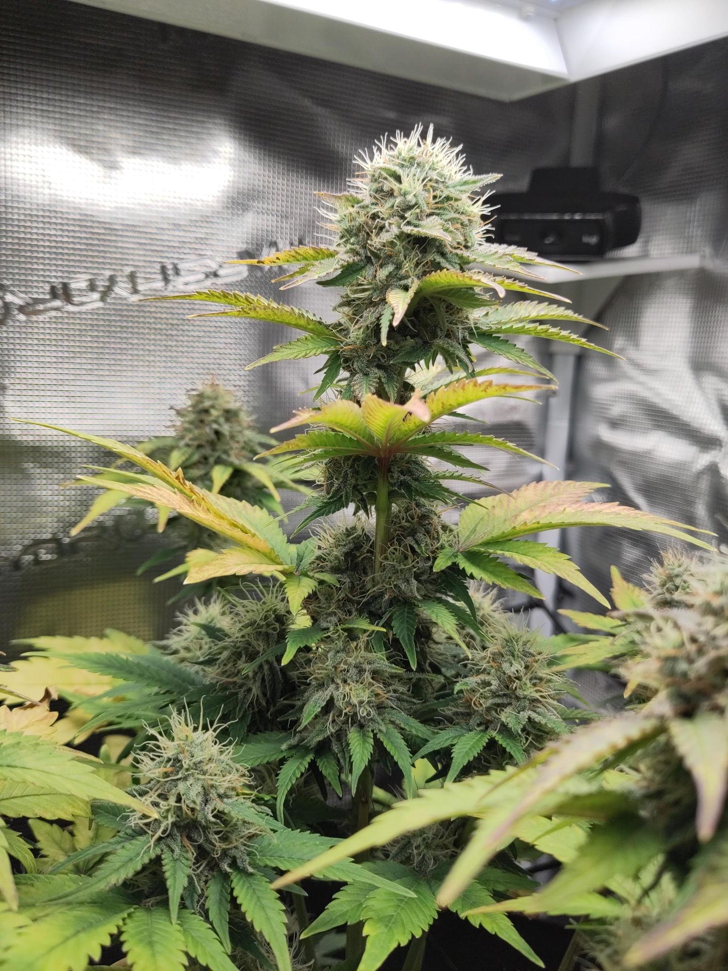 Sensi Amnesia XXL Auto. Sensi Seeds