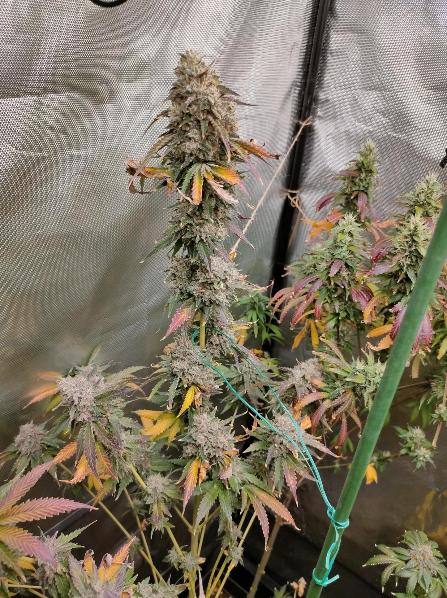 Chocolate Rainbow XXL Fem.Sensi Seeds