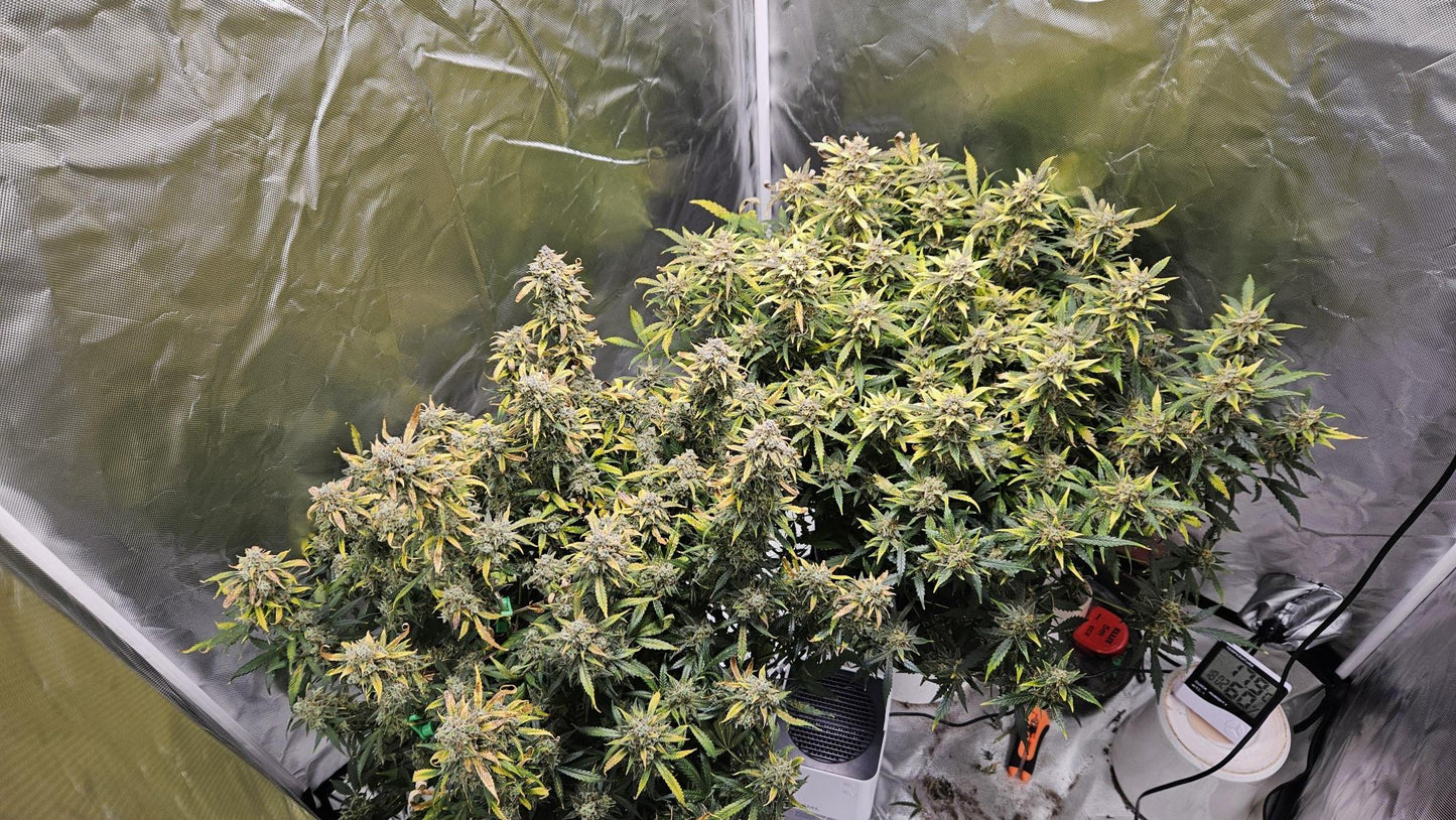 Northen Lights Auto. Royal Queen Seeds