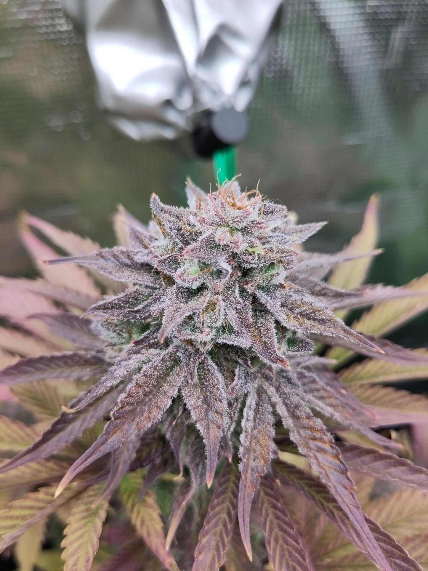 Sensi Amnesia XXL Auto. Sensi Seeds