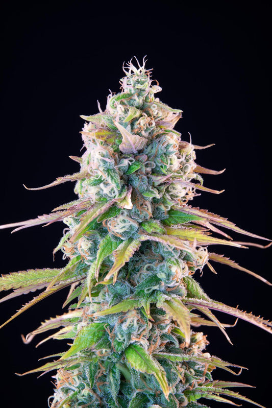 Gelato 44 .Fem Royal Quean Seeds