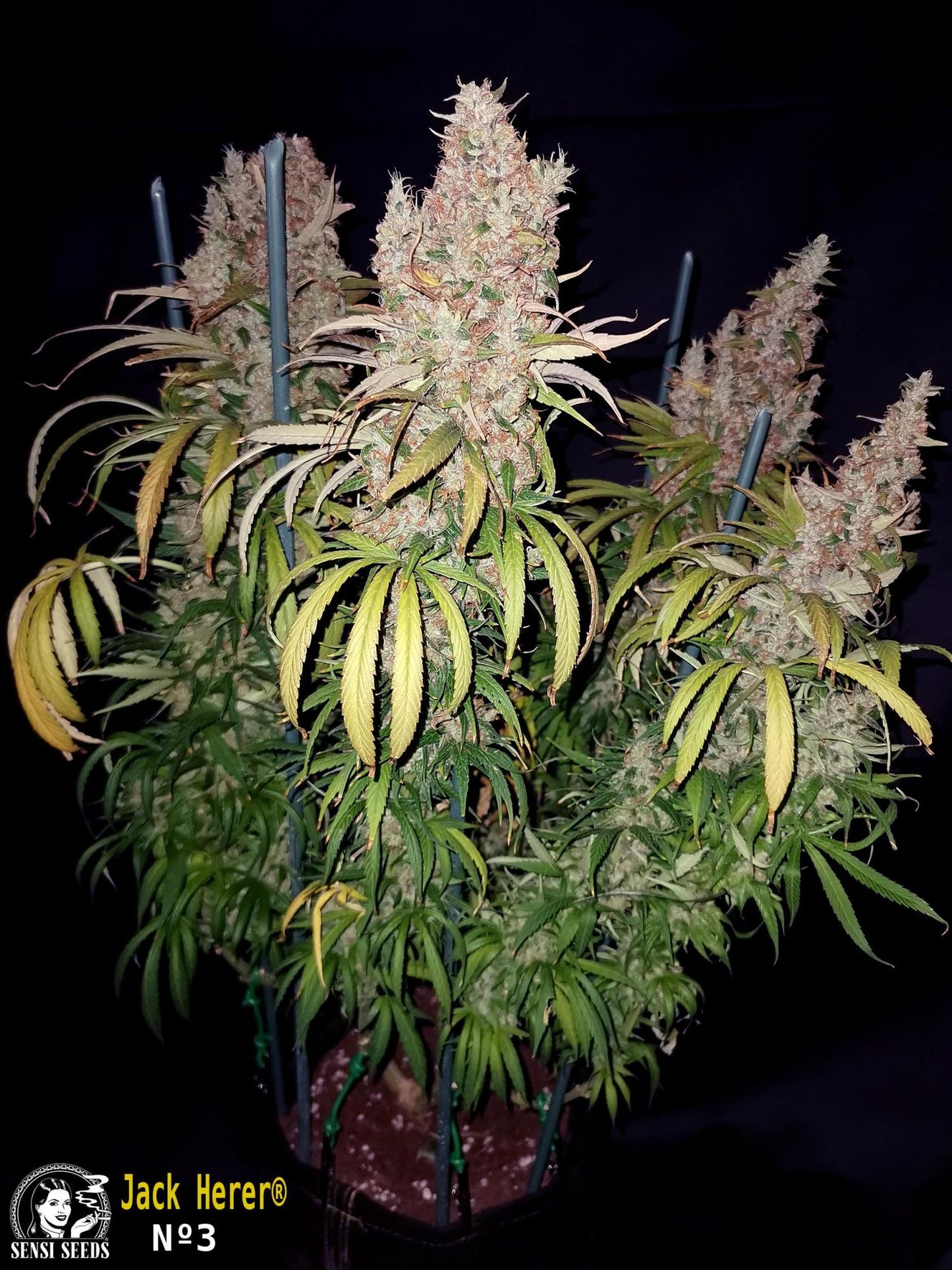 Jack Herer Fem. Sensi Seeds