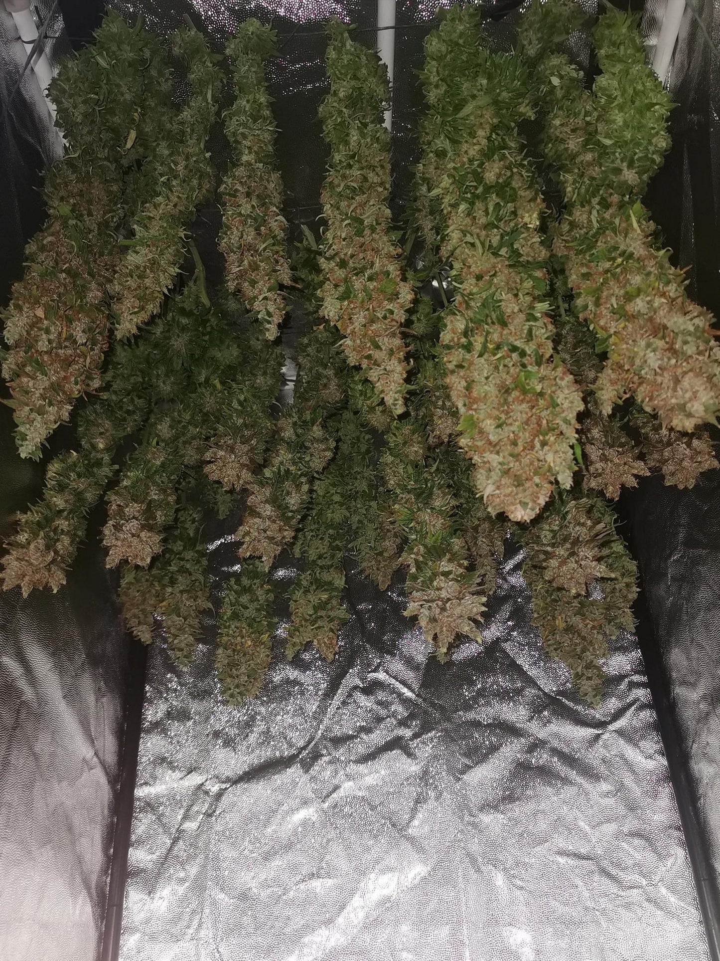 Jack Herer Fem. Sensi Seeds
