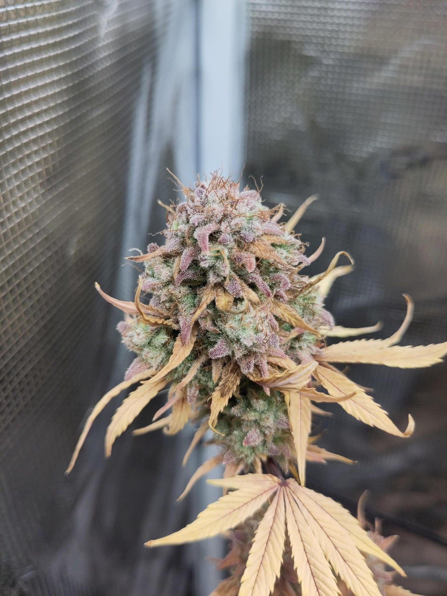 Sensi Amnesia XXL Auto. Sensi Seeds