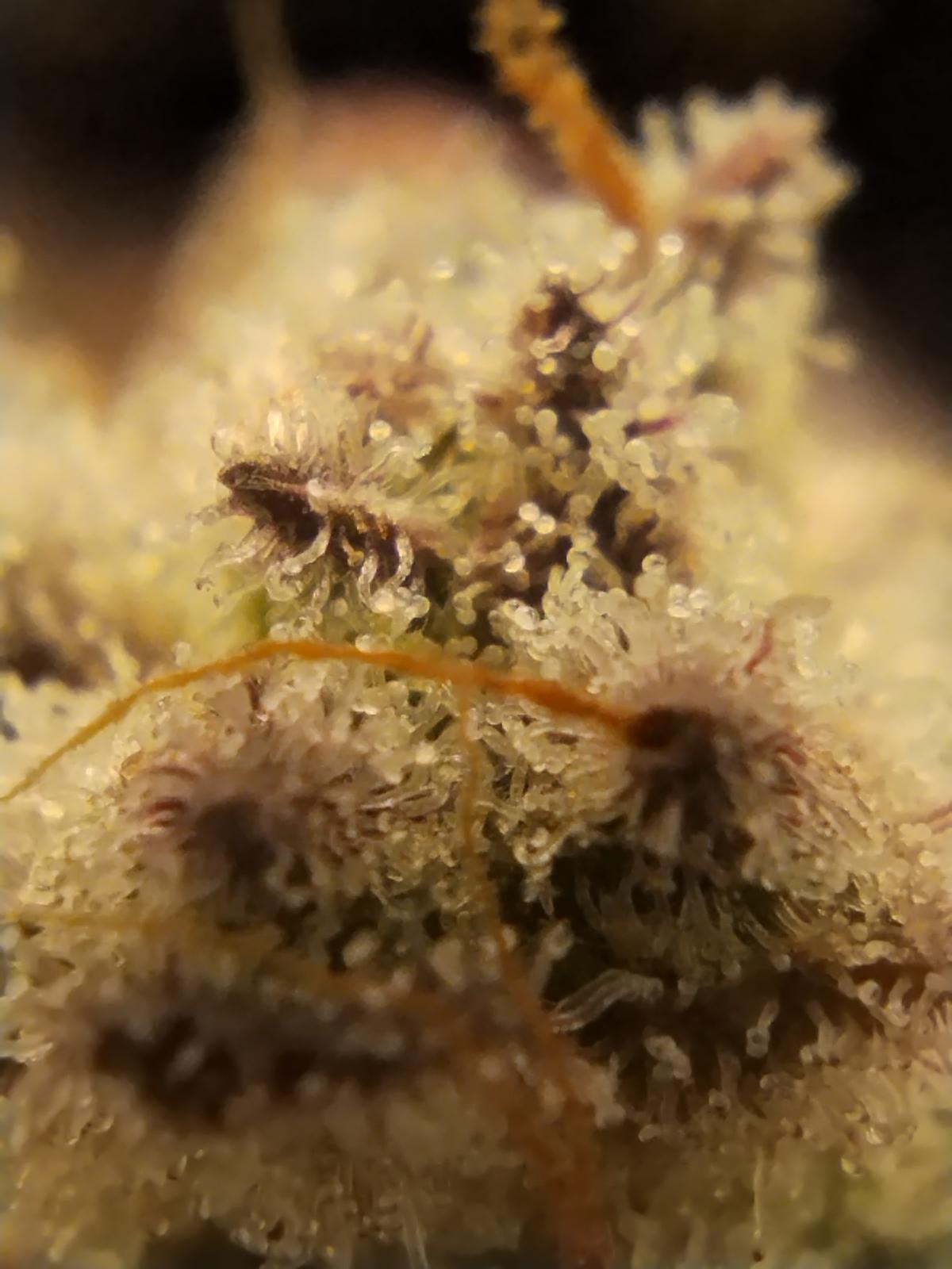 Royal Critical Auto. Royal Quean Seeds