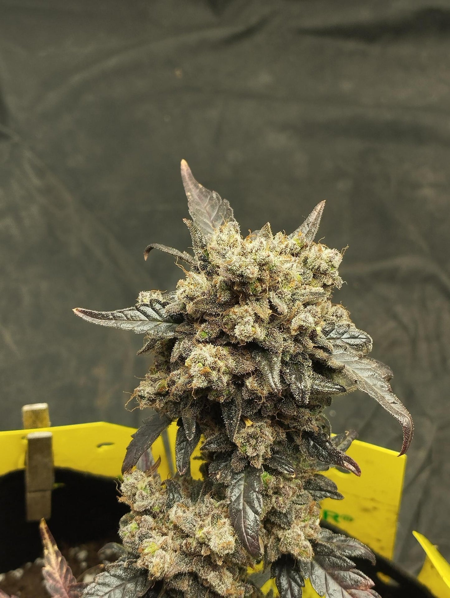 Royal Critical Auto. Royal Quean Seeds
