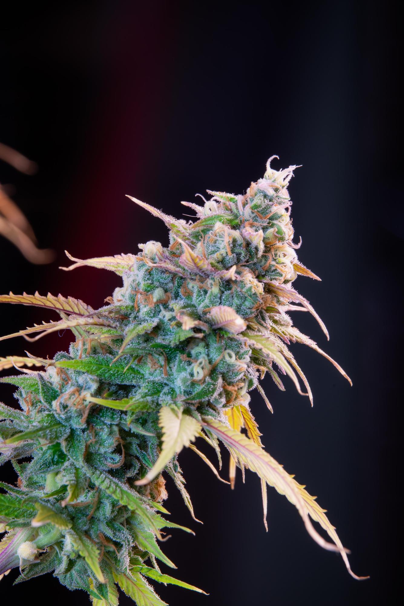 Gelato 44 .Fem Royal Quean Seeds