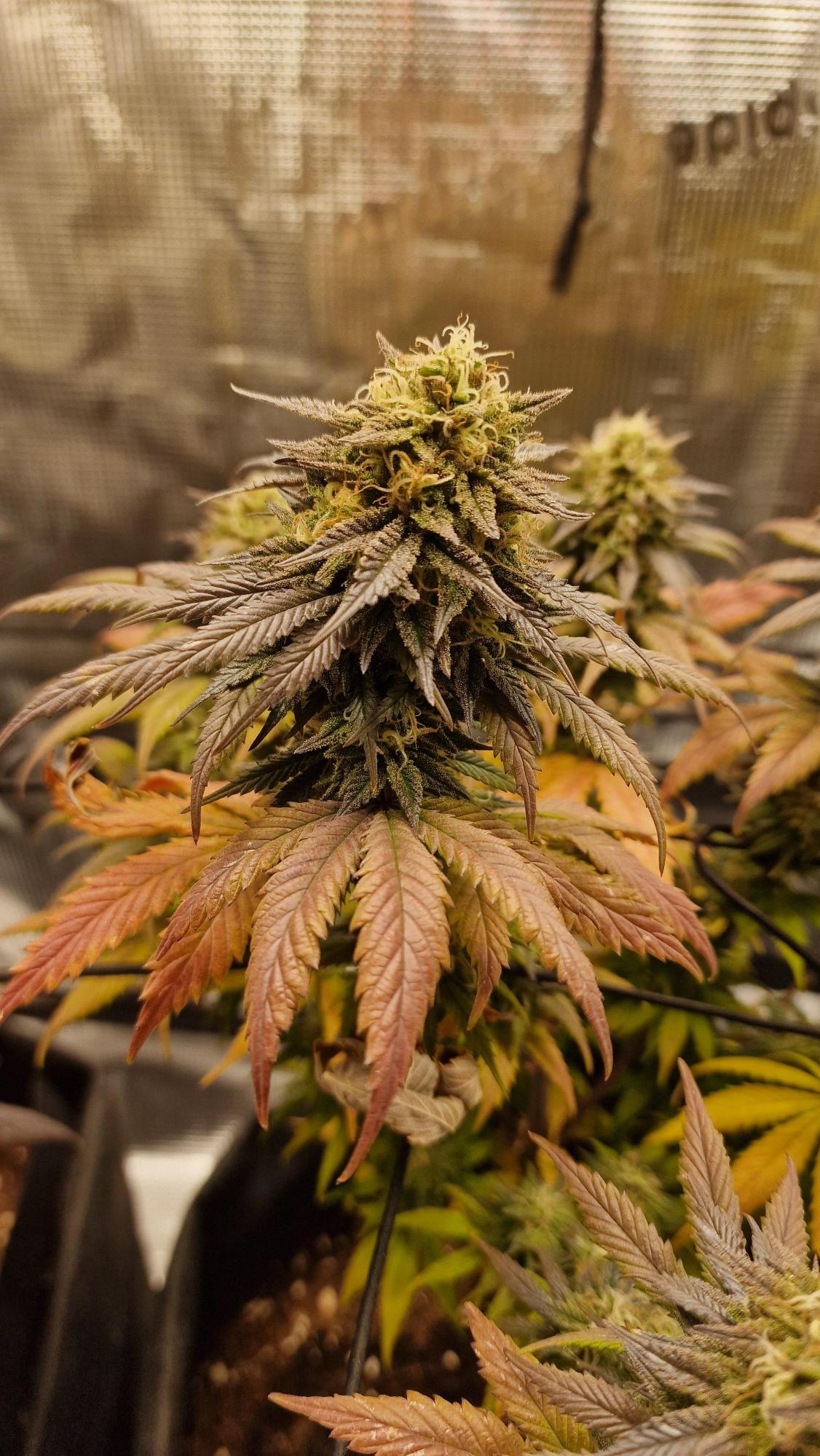 Gelato 44 .Fem Royal Quean Seeds