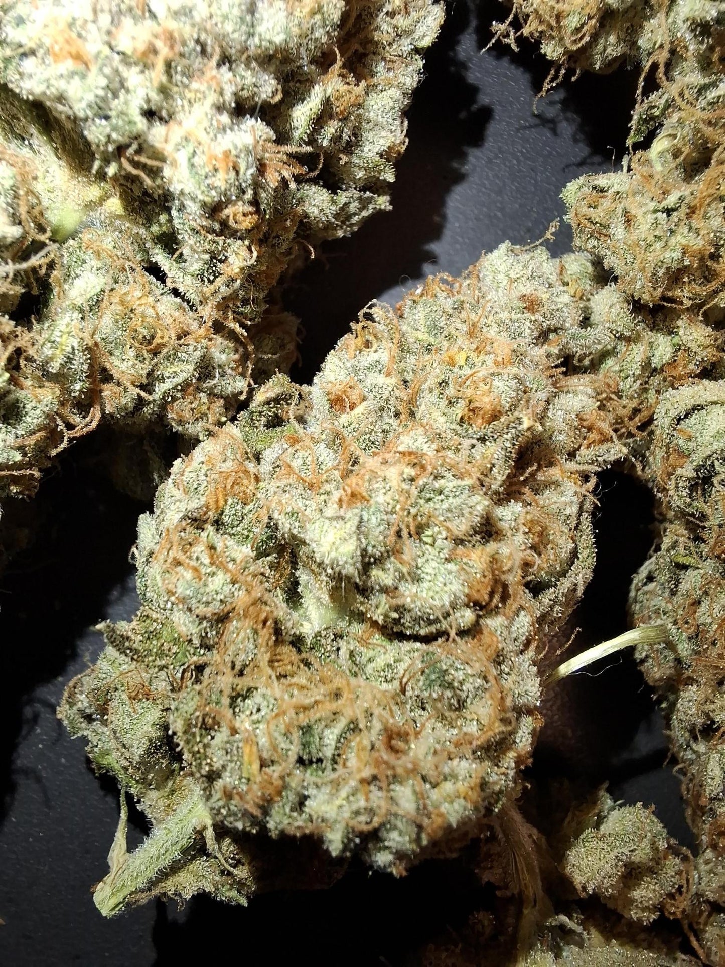 Gelato 44 .Fem Royal Quean Seeds
