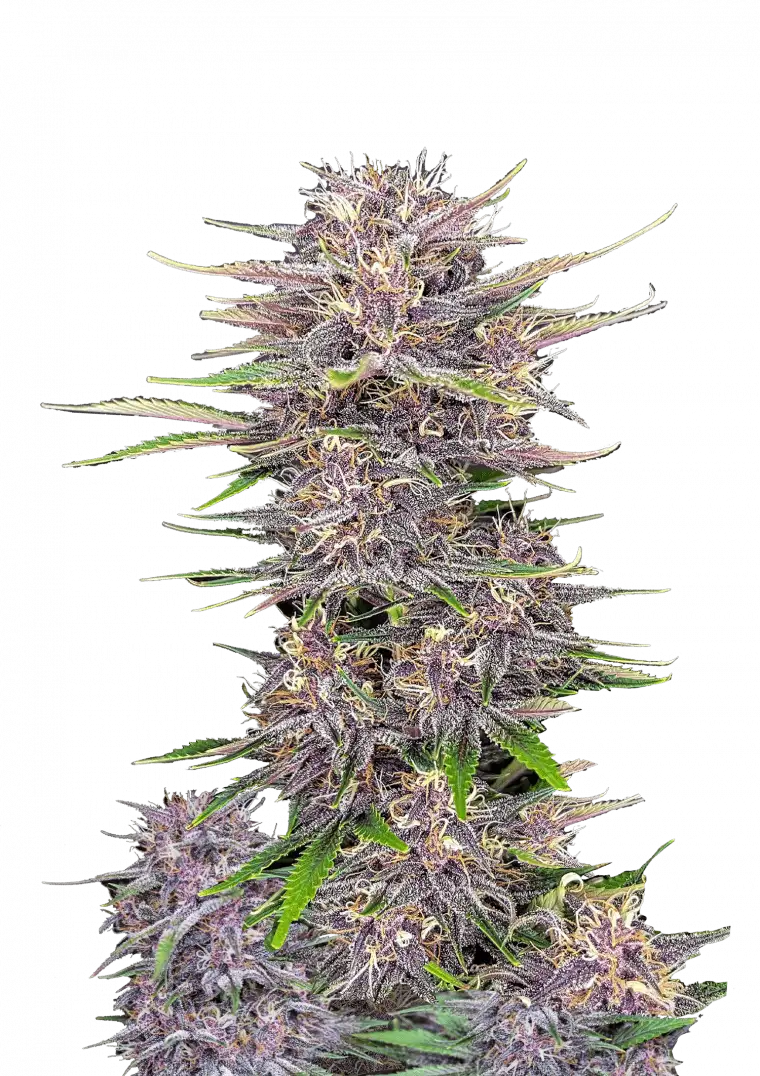 Banana Purple Punch Auto. Fast Buds Genetics