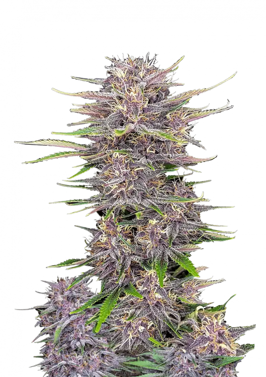Banana Purple Punch Auto. Fast Buds Genetics