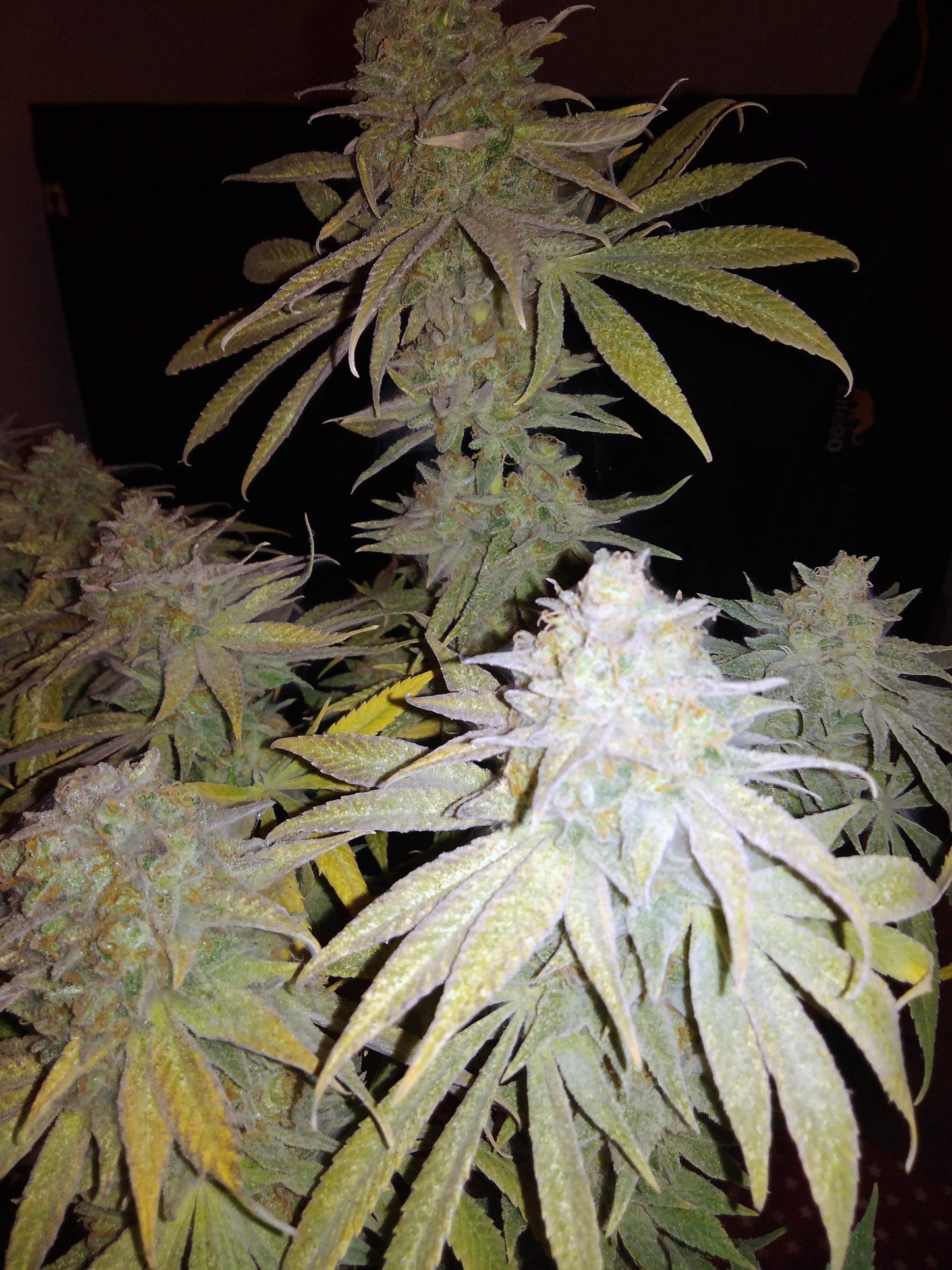 Bubblegum XL fem. Royal Queen Seeds