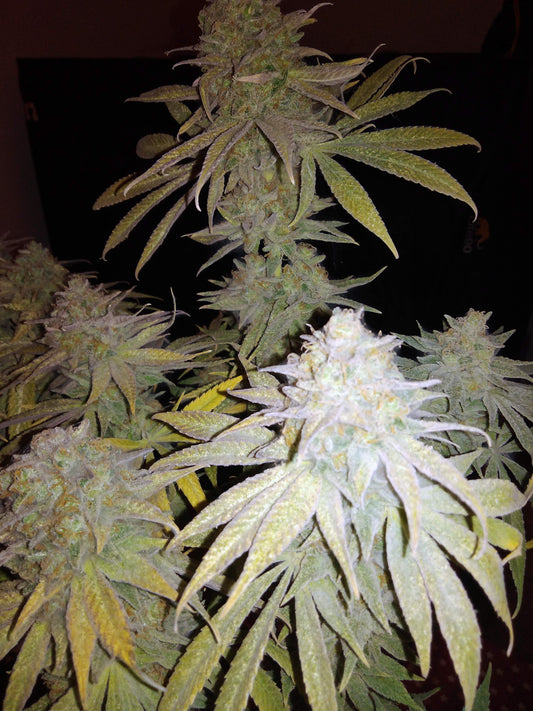 Bubblegum XL fem. Royal Queen Seeds