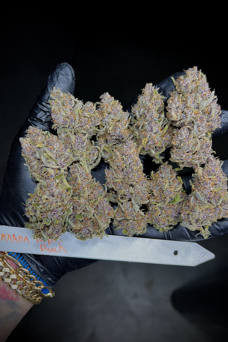 Banana Purple Punch Auto. Fast Buds Genetics