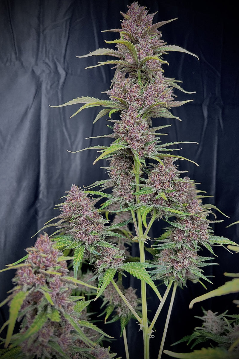 Banana Purple Punch Auto. Fast Buds Genetics
