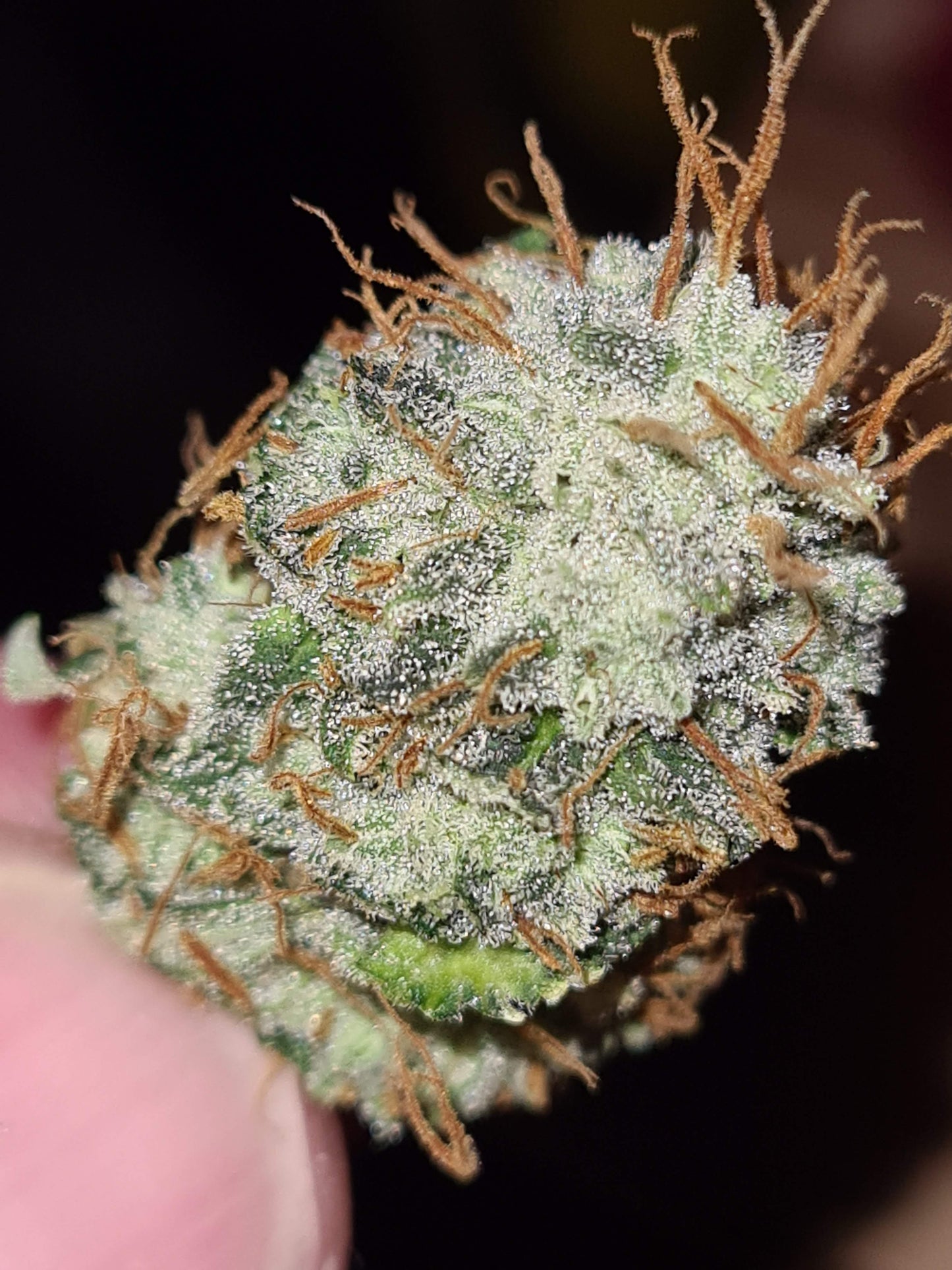 Bubblegum XL fem. Royal Queen Seeds