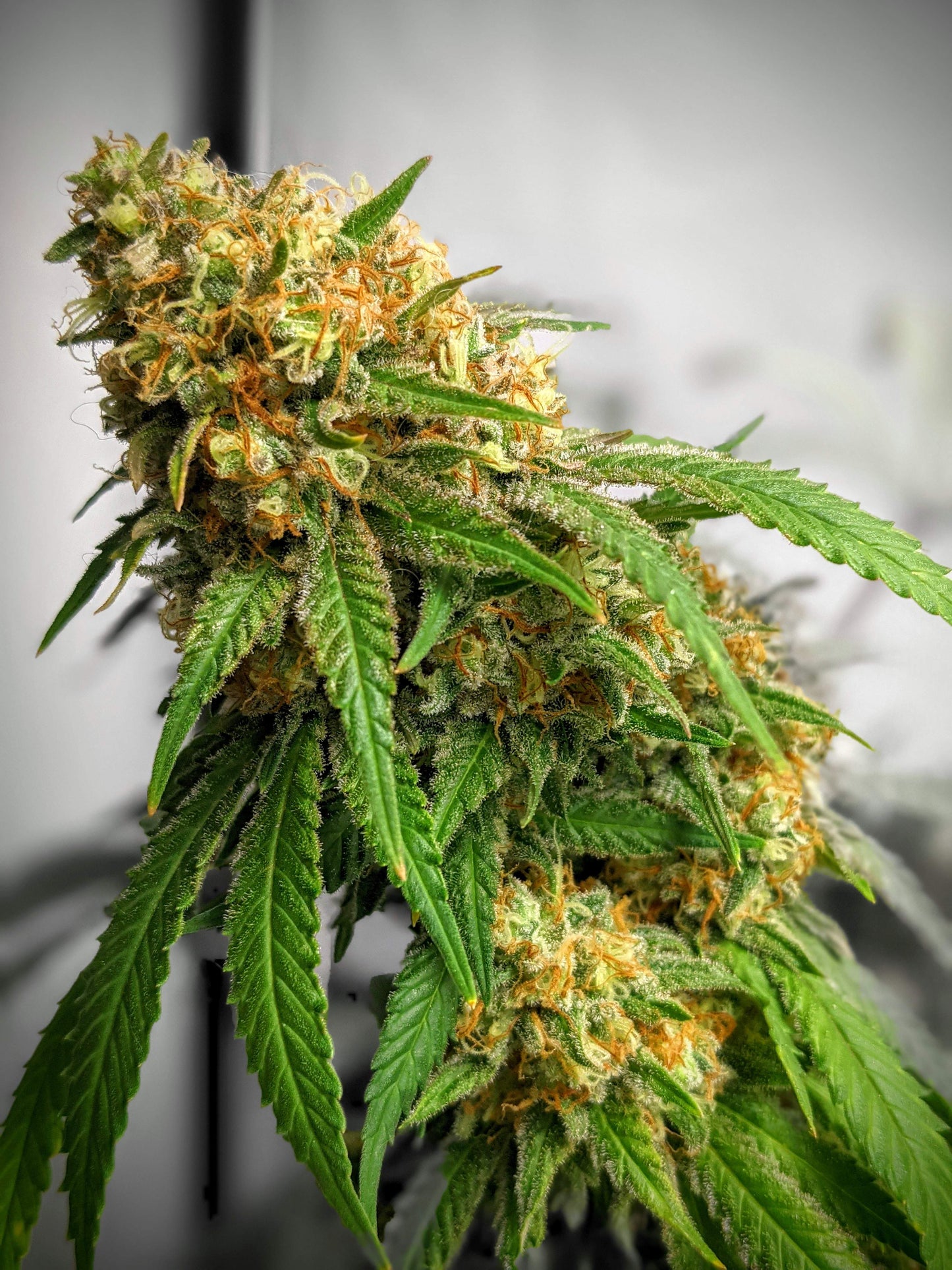 Critical Fem. Royal Queen Seeds