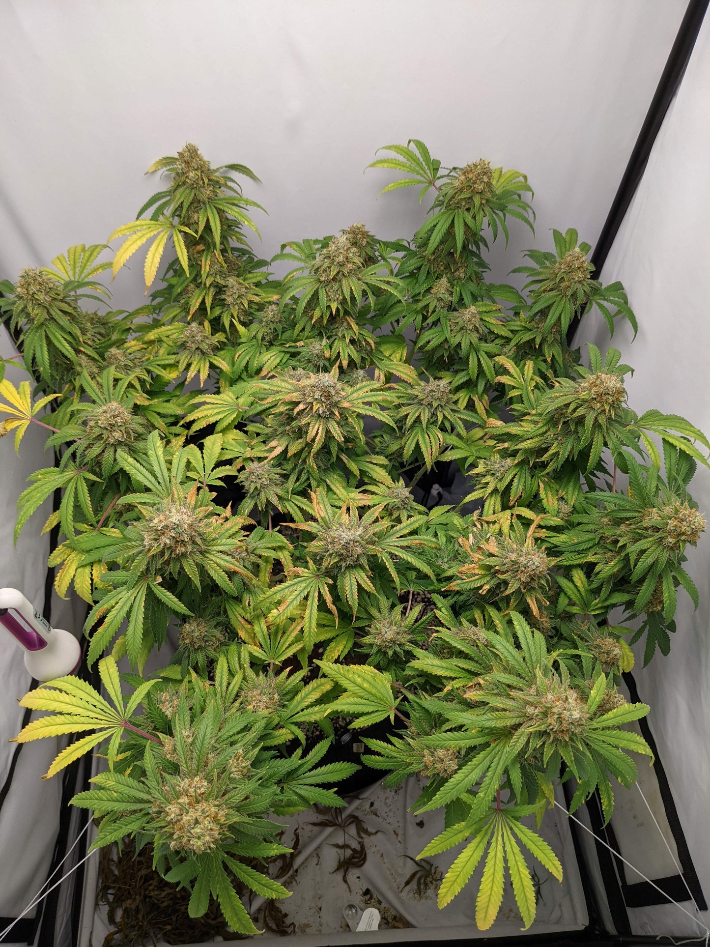 Critical Fem. Royal Queen Seeds