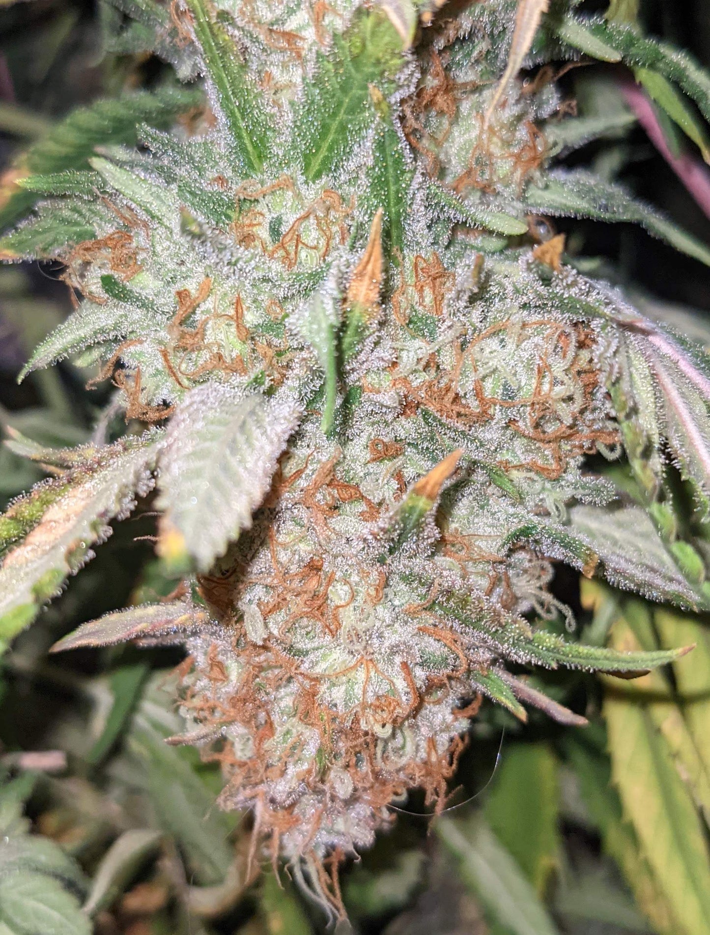 Critical Fem. Royal Queen Seeds