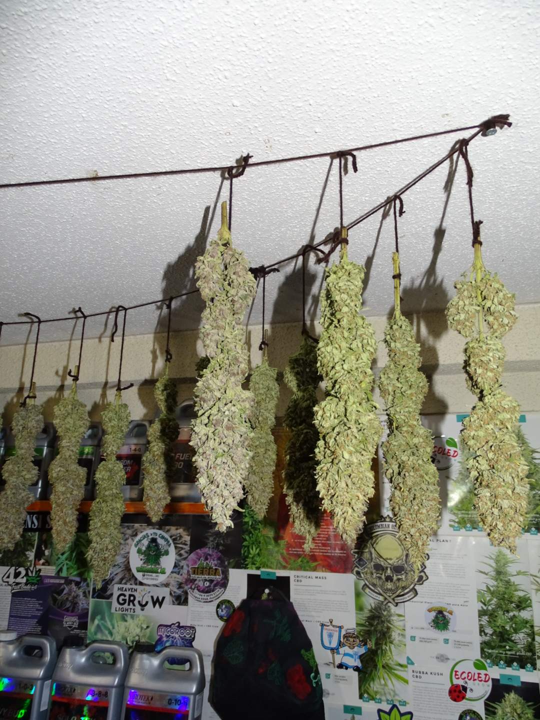 Big Bud .Fem Sensi Seeds