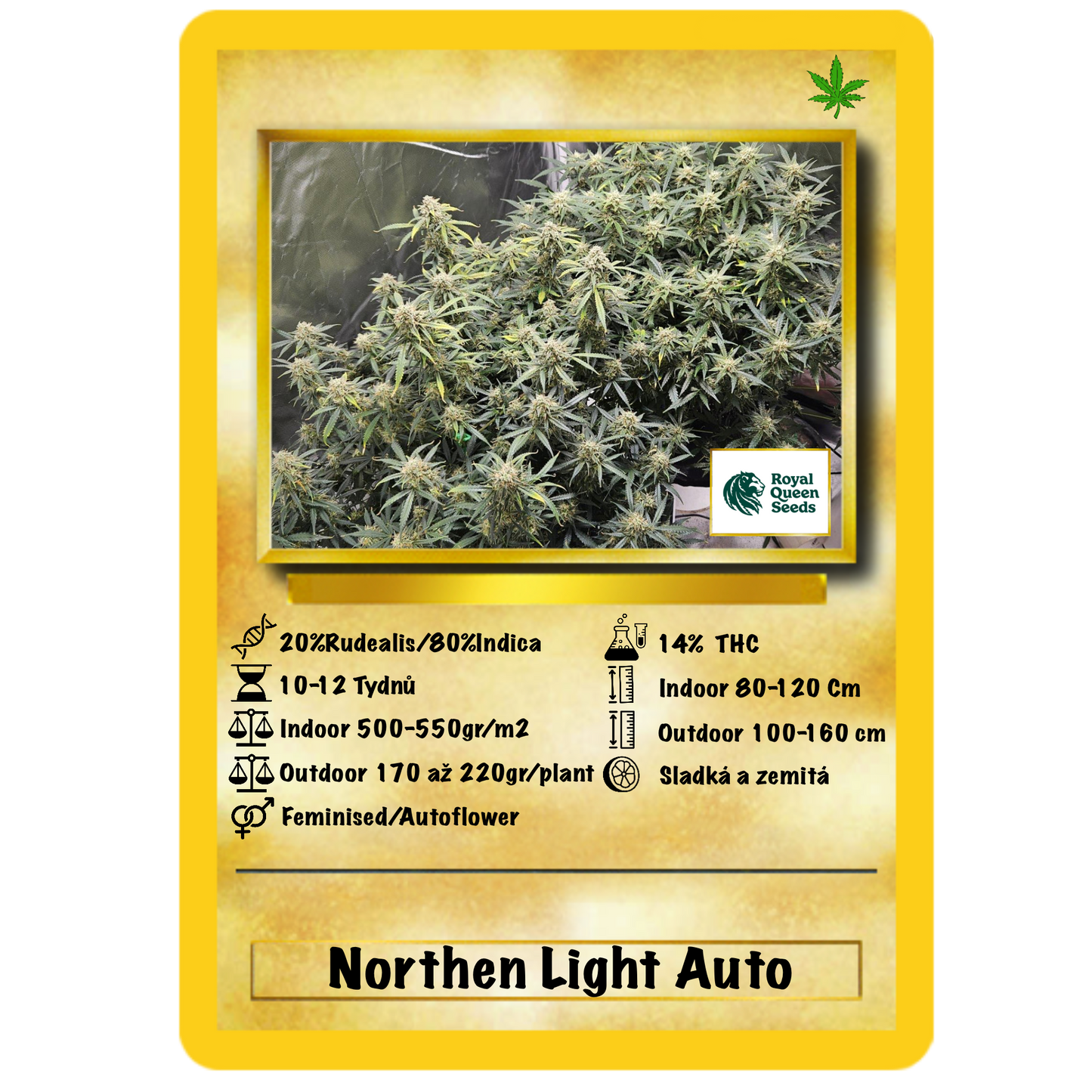 Northen Lights Auto. Royal Queen Seeds