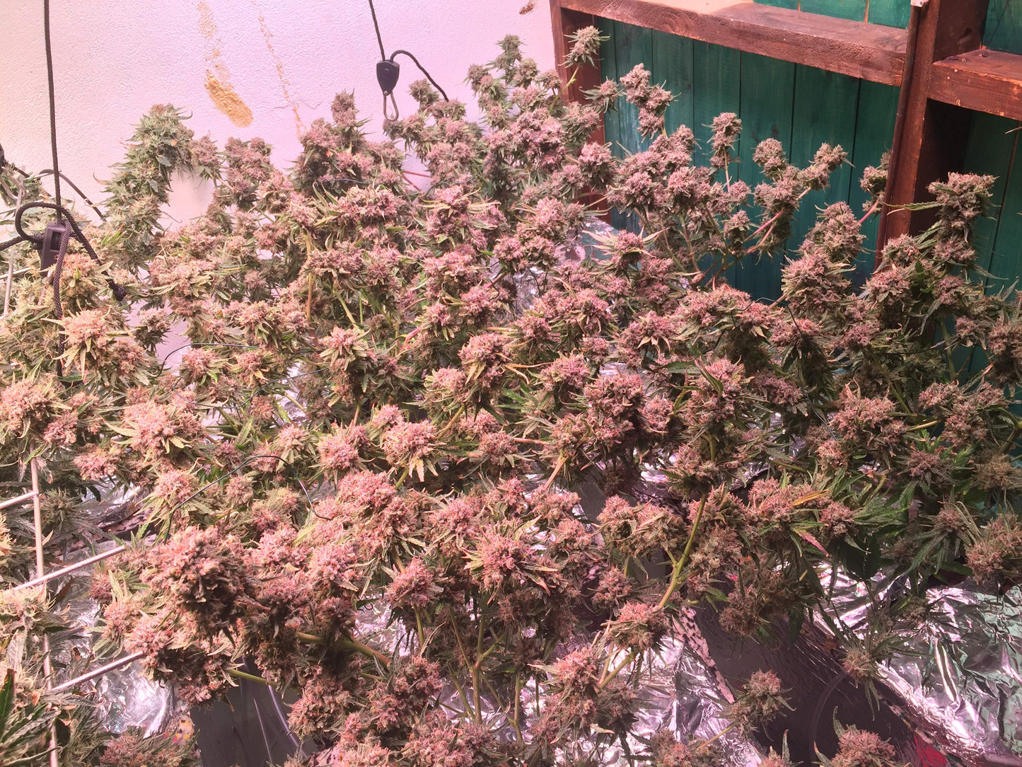Big Bud .Fem Sensi Seeds