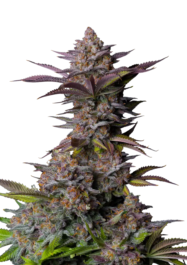 Tropicana Cookies .Fast&Fem Fast Buds Genetics