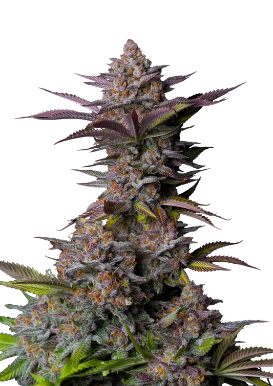 Tropicana Cookies .Fast&Fem Fast Buds Genetics
