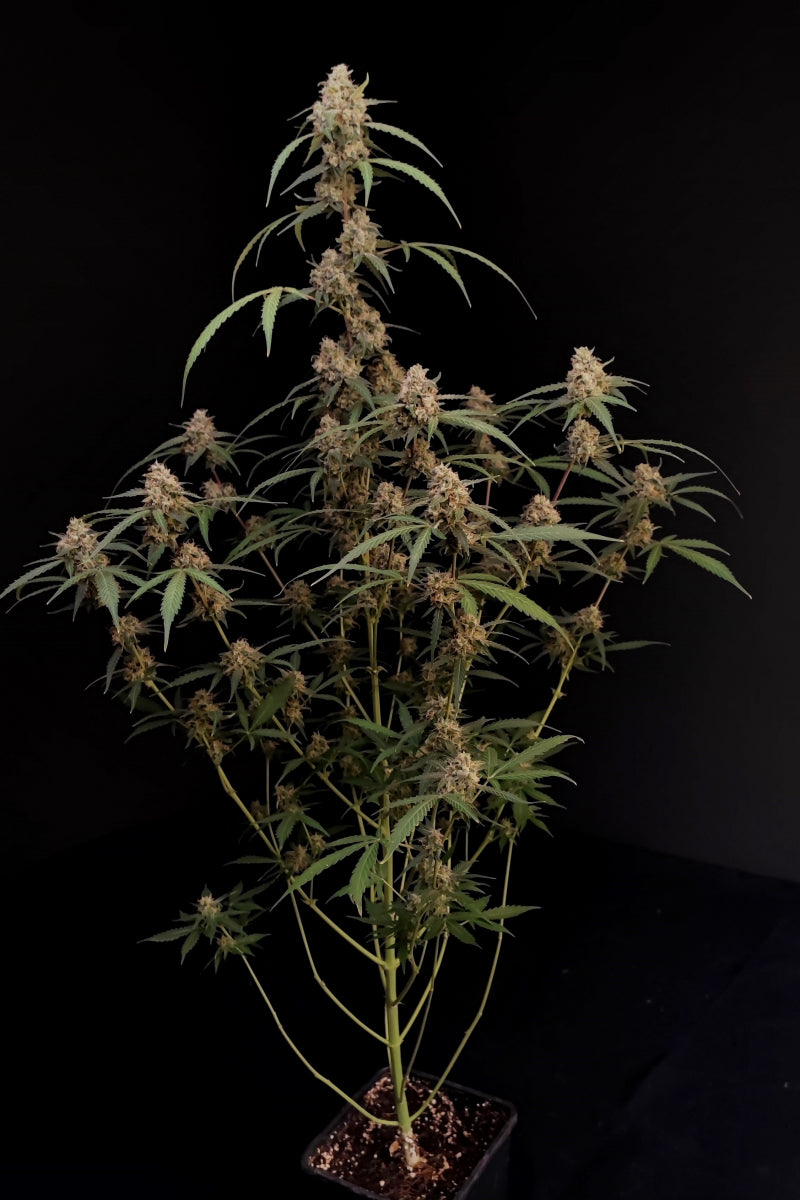AK Auto. Fast Buds Genetics