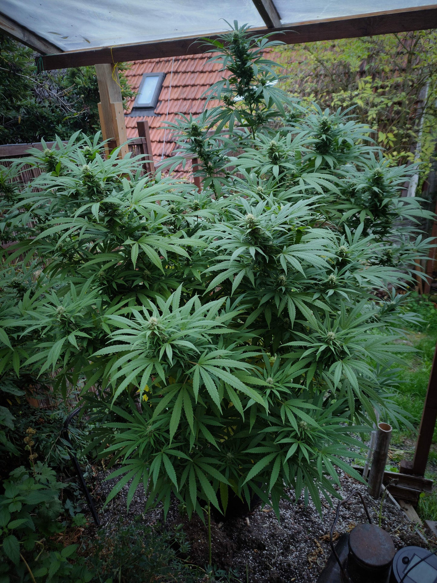 Medical Mass .Fem Royal Quean Seeds