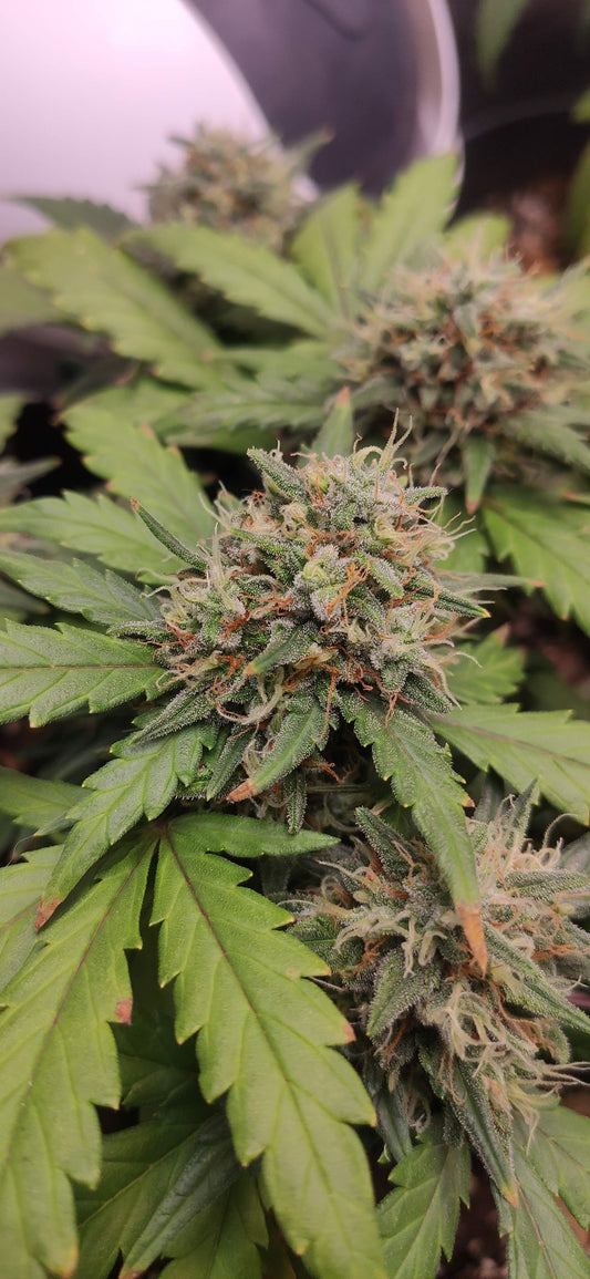Royal Critical Auto. Royal Quean Seeds