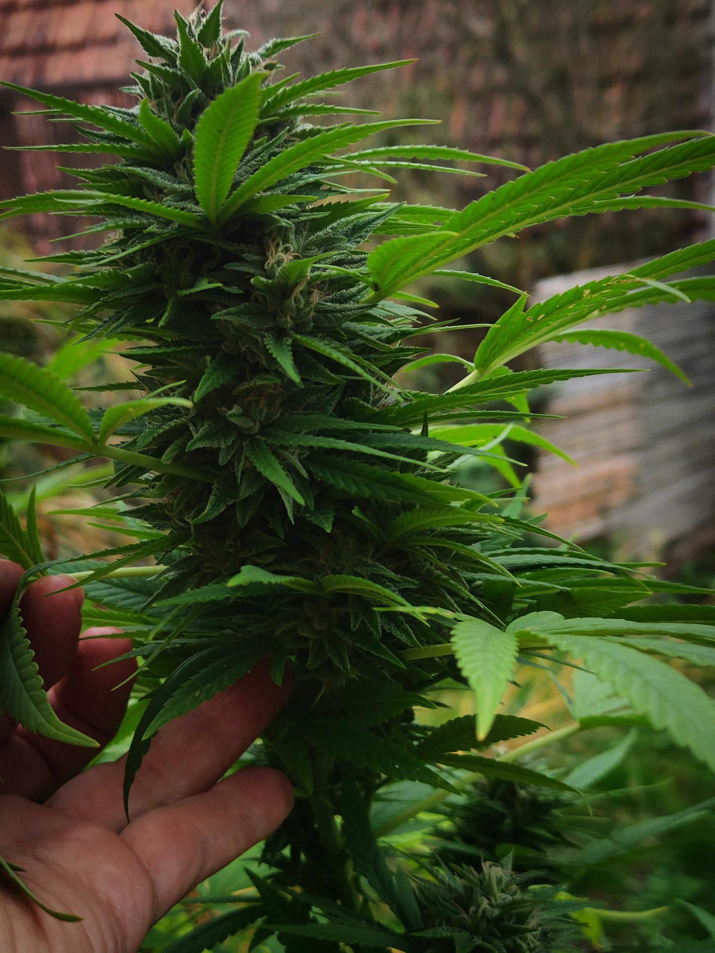 Medical Mass .Fem Royal Quean Seeds