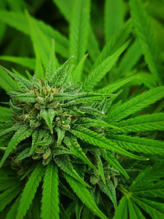 Medical Mass .Fem Royal Quean Seeds