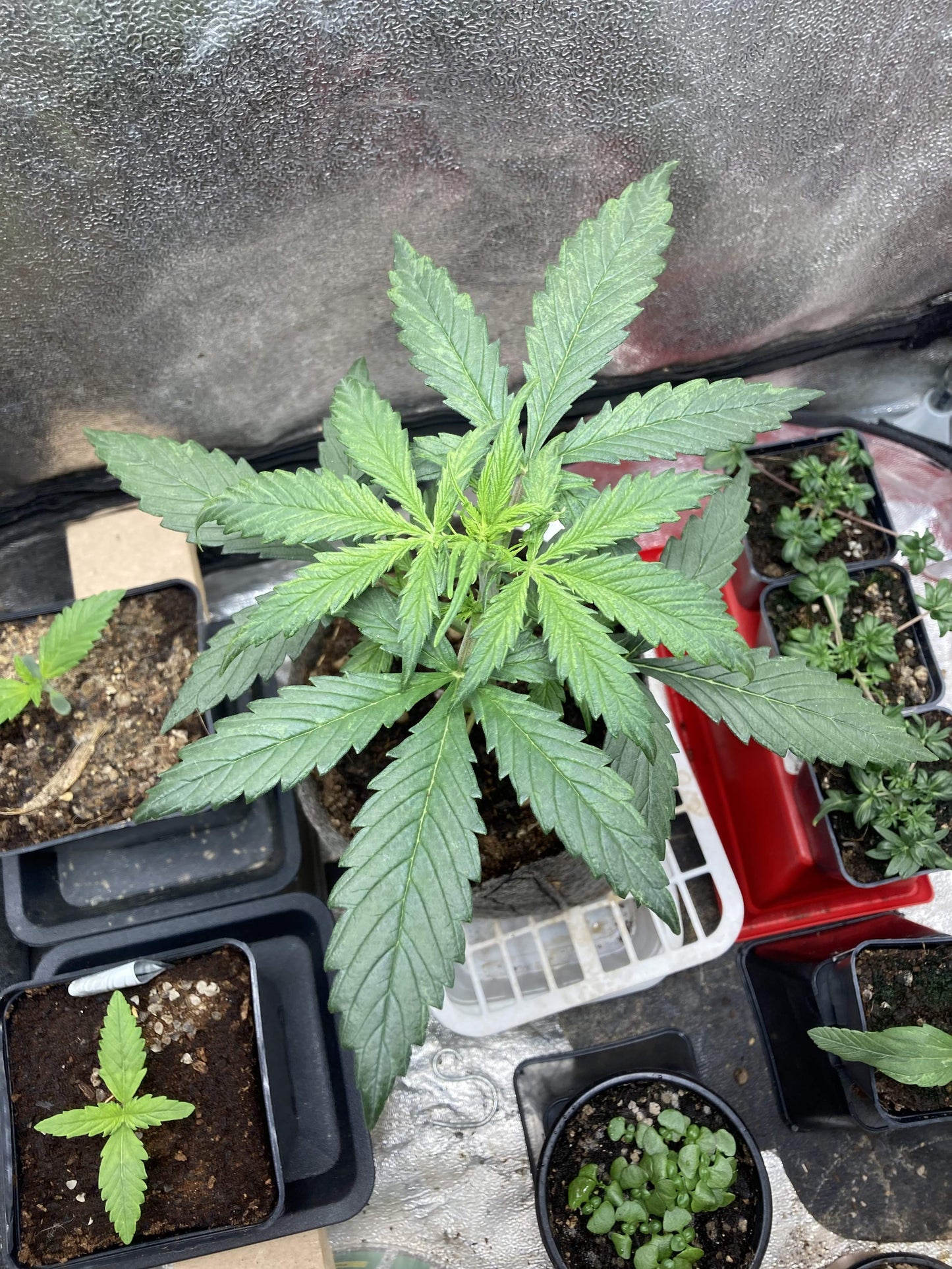 Sweet Skunk Auto. Royal Quean Seeds