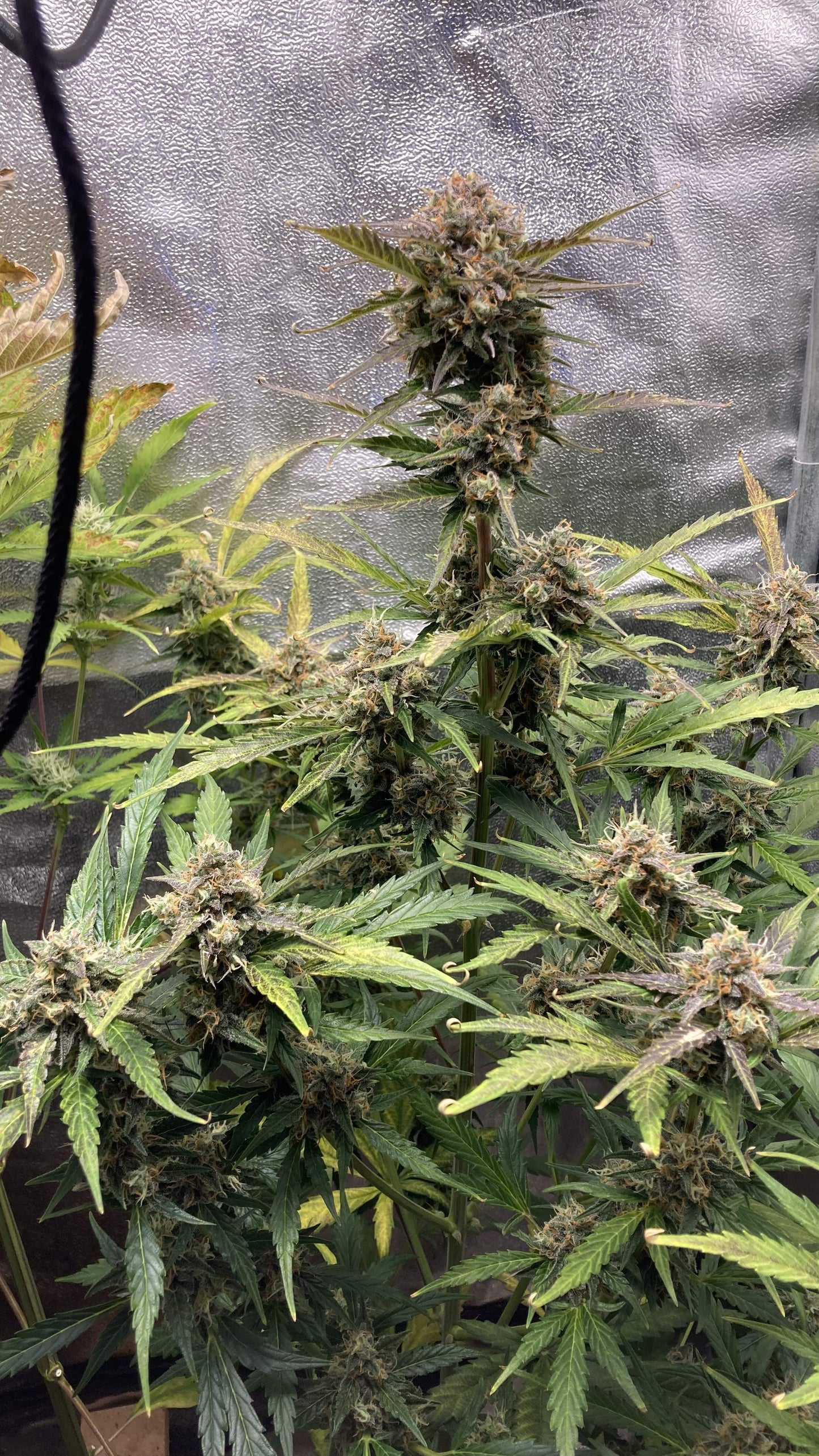 Sweet Skunk Auto. Royal Quean Seeds